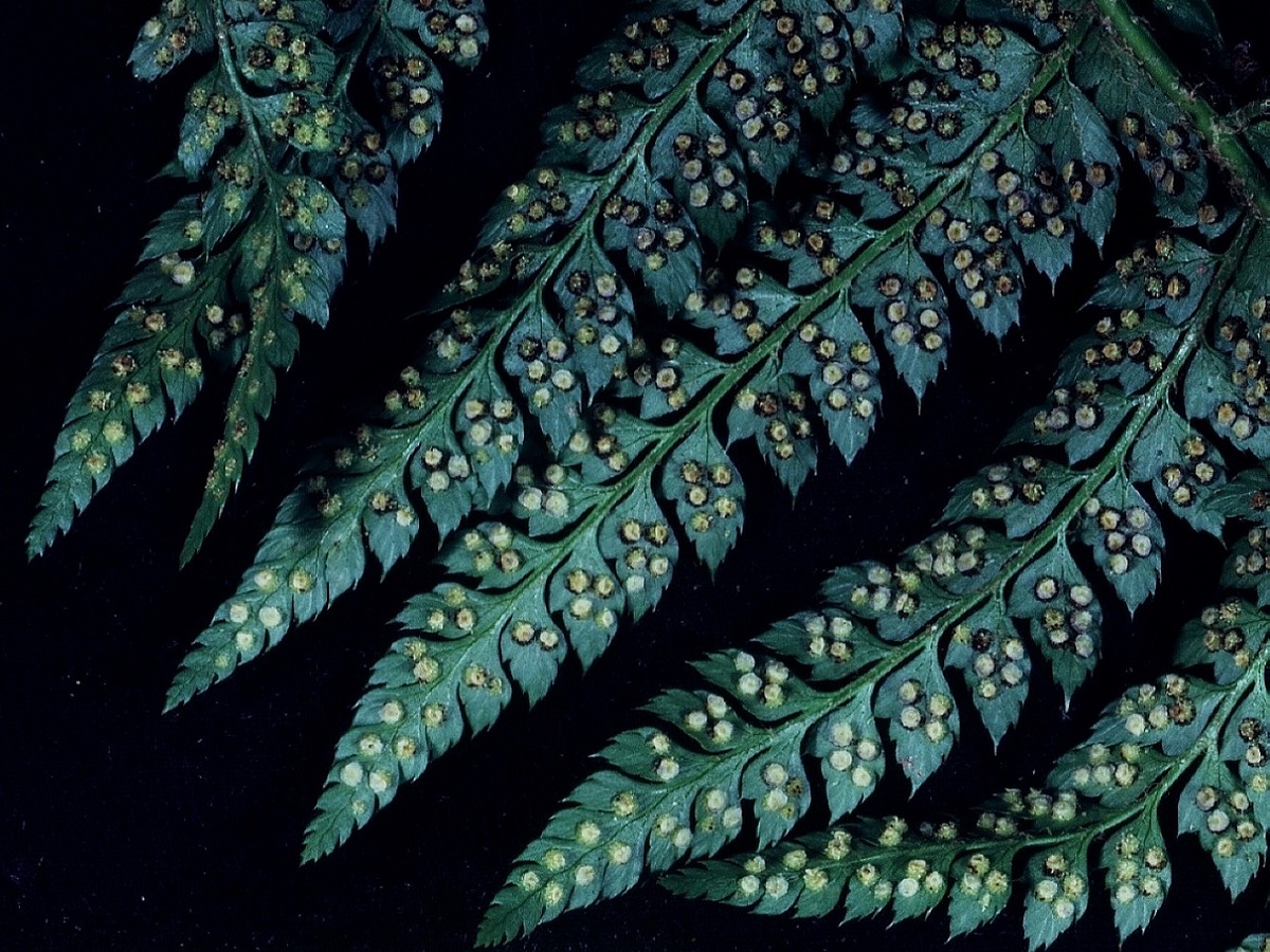 Polystichum setiferum (Dryopteridaceae)